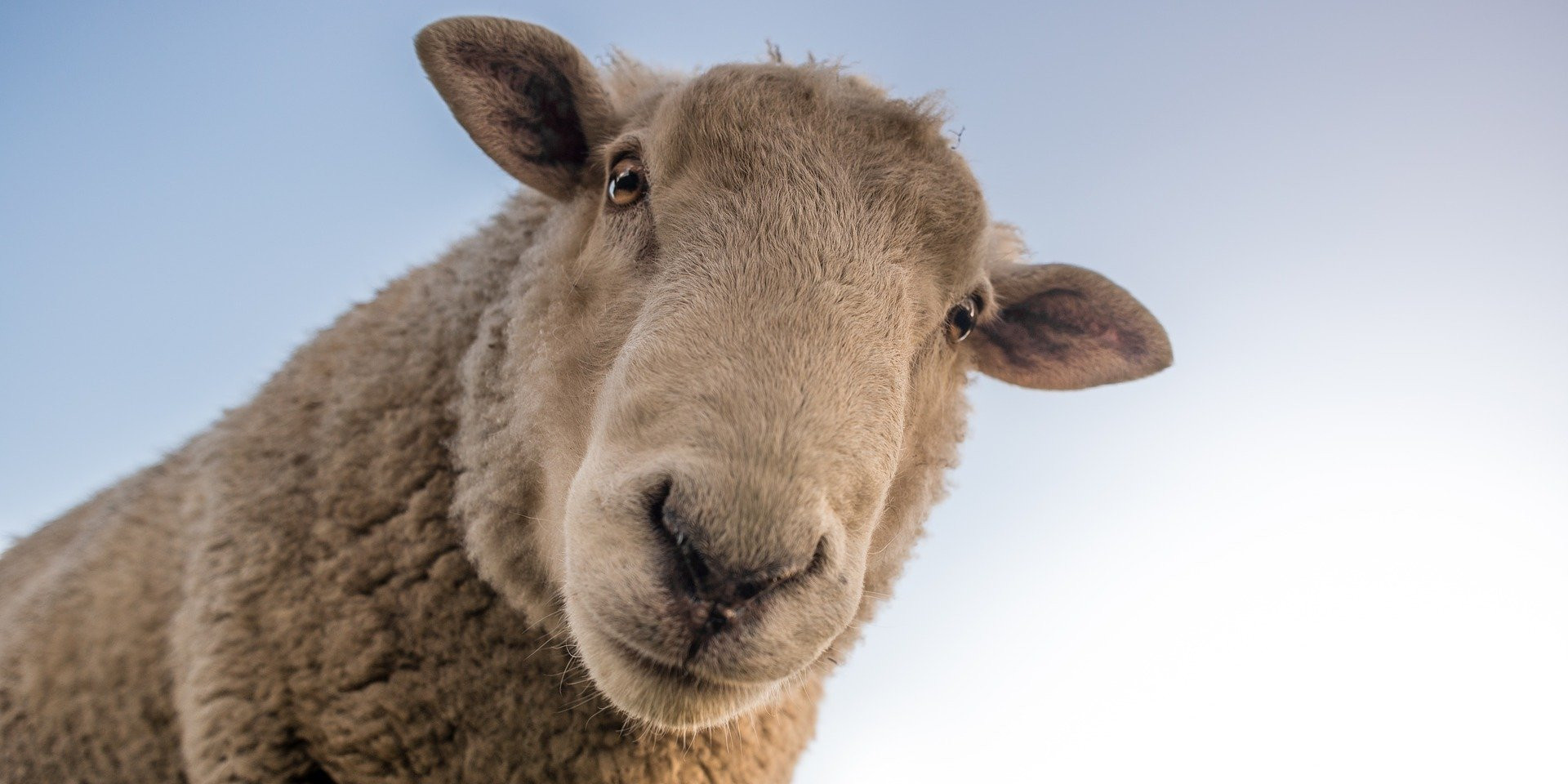 Isolants Laine mouton - Isolants écologiques biosourcés